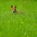 20220605 Fuchs 01 1 DSC07203.jpg